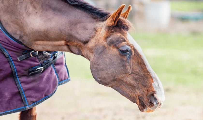 Equine Flu Outbreak Forces Major Changes to British Horseracing Calendar
