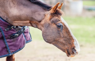 Equine Flu Outbreak Forces Major Changes to British Horseracing Calendar